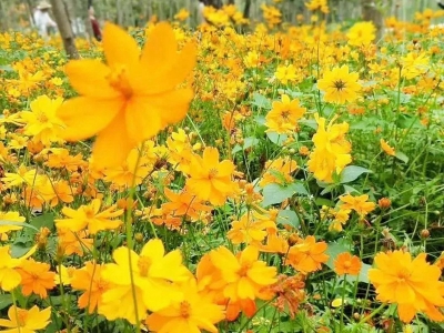 硫化菊種子的市場(chǎng)價(jià)格是多少？