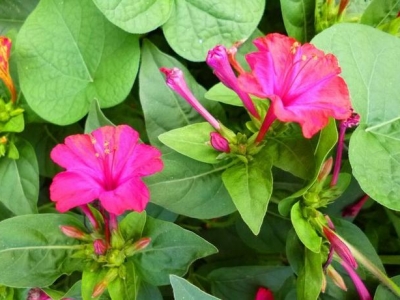 你那紫茉莉叫什么？夜來香、地雷花還是胭脂花？