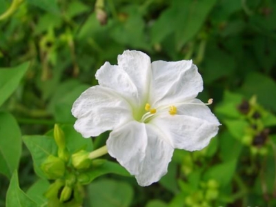 紫茉莉——一種花期長，易栽培，色彩鮮艷的花。