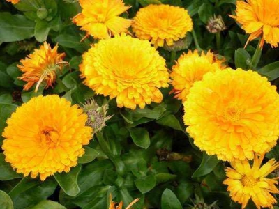 怎么在家里養(yǎng)好金盞菊？管理方法你知道了嗎？請牢記下面這幾點