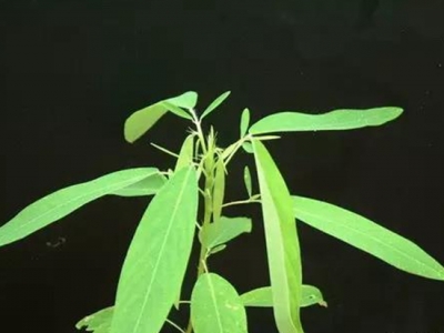 【跳舞草】跳舞草養(yǎng)殖方法
