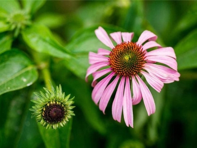 如何種植松果菊，學(xué)會這3大項，鳥語花香指日可待