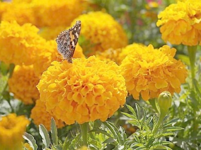 花開(kāi)鮮艷極易養(yǎng)活，花期長(zhǎng)的萬(wàn)壽菊，該如何育苗栽種開(kāi)出好花