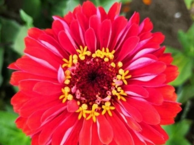 百日草，播種簡(jiǎn)單，養(yǎng)護(hù)省心，只需注意這些，即可枝繁葉茂花量多