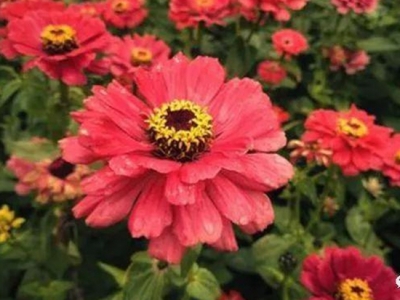 做到這些養(yǎng)護(hù)要點(diǎn)，就能養(yǎng)殖好百日草