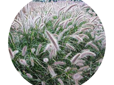 觀賞狼尾草種子的價格是多少？