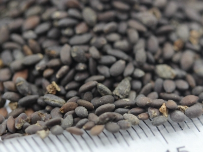 鼠尾草種子的播種時(shí)間是什么時(shí)候？