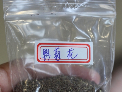 野菊花種子應(yīng)該去哪里購買比較好？