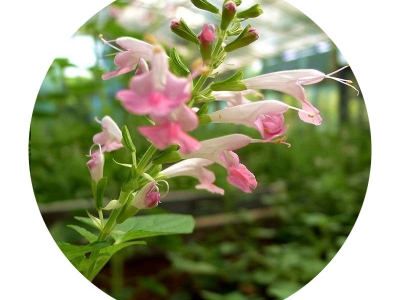 粉萼鼠尾草種子的市場(chǎng)價(jià)格是多少？