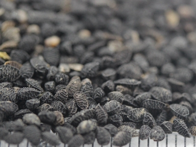 黑種草種子的零售價格是多少？