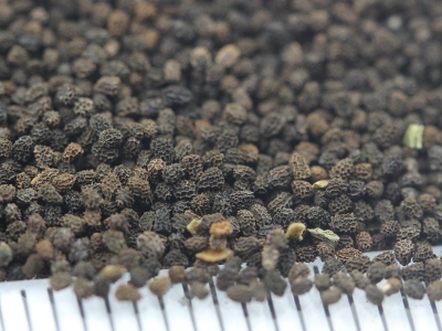 金魚草種子應(yīng)該在哪里購買？