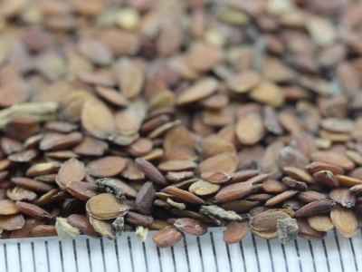 蜂室花的花語是什么，蜂室花代表著什么？