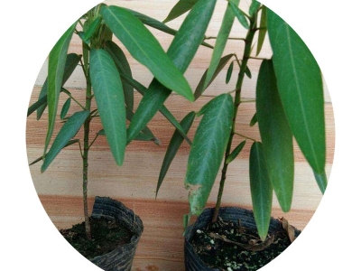 跳舞草種子的播種時(shí)間是什么時(shí)候？