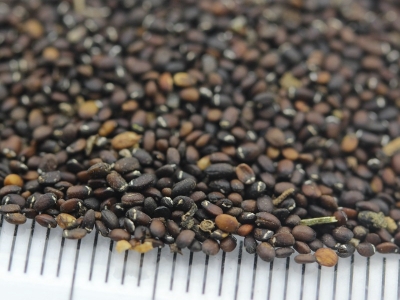 薄荷種子應(yīng)該去哪里購買？