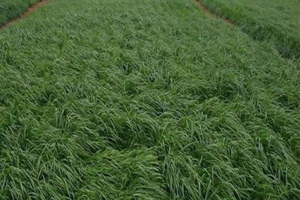 冬牧70黑麥