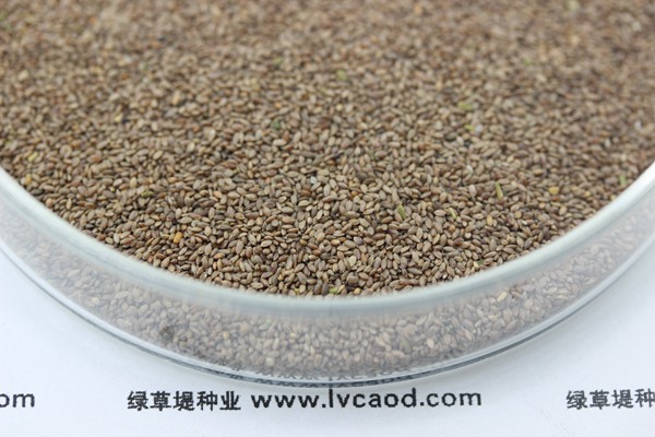 <a href=http://www.hbjw001.com/caopingzhongzi/21.html target=_blank class=infotextkey>狗牙根種子</a>
