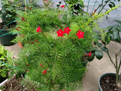 鶯蘿的花語是什么，有什么含義？