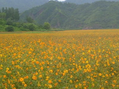 硫華菊花語(yǔ)是什么，代表了什么？