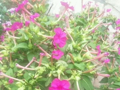 紫茉莉的花期是什么時(shí)候？