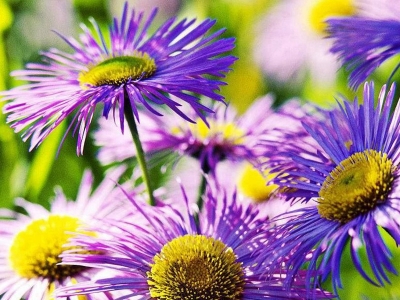 紫菀種子的播種量是多少？
