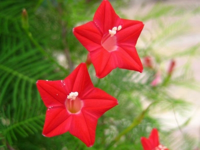 羽葉鳶蘿種子的播種時間是什么時候？