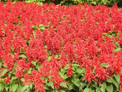 紅色鼠尾草開(kāi)花是什么時(shí)候？