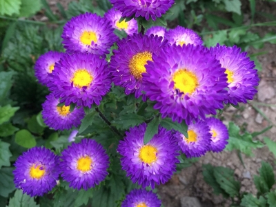 翠菊的花期是什么時候？