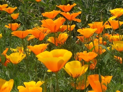 花菱草種子可以種植于哪些地區(qū)？