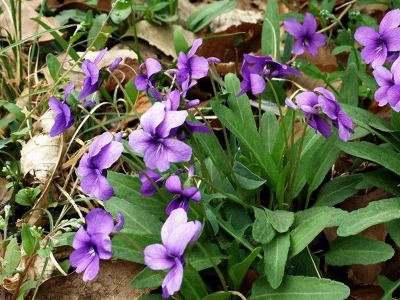 紫花地丁幾天發(fā)芽，幾天開(kāi)花?