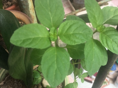 薄荷種子應(yīng)該去哪里批發(fā)？