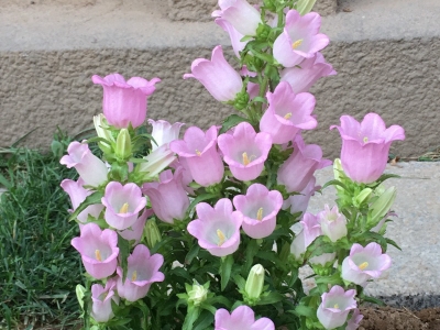 風(fēng)鈴花有哪些其他的名字？