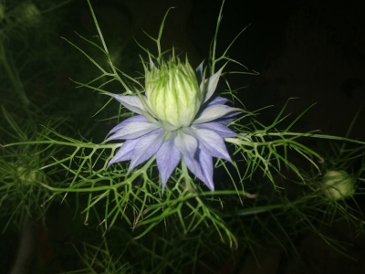 黑種草種子可以去哪里批發(fā)？