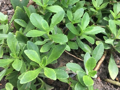 馬齒莧有著什么功能和價(jià)值？