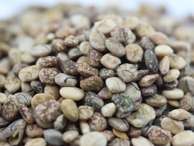 羽扇豆種子每平方米土地的播種量是多少？