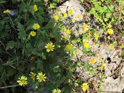 野菊花的花期是什么時(shí)候？