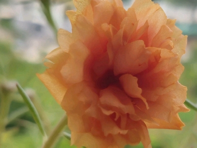 太陽(yáng)花栽培注意事項(xiàng)