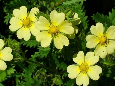 委陵菜種子應該去哪兒買？