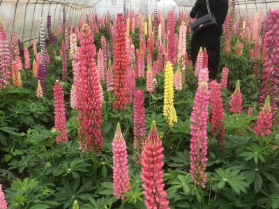 魯冰花的花語是什么，有什么特殊含義