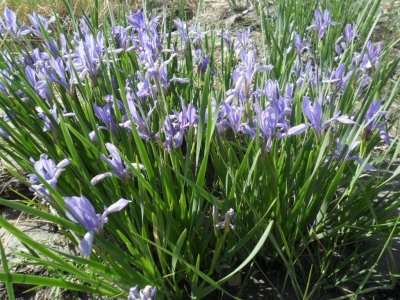 馬蓮的功效和價(jià)值體現(xiàn)在哪些方面？