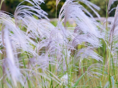 野芒草每年什么時候開花？