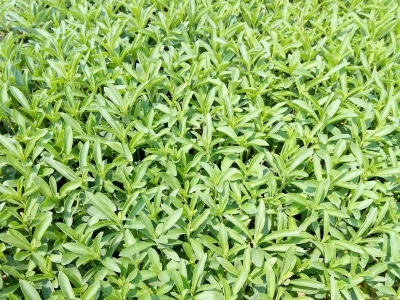 甜葉菊種子應(yīng)該在什么時(shí)候播種？