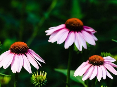 紫松果菊幾天發(fā)芽，什么時候開花