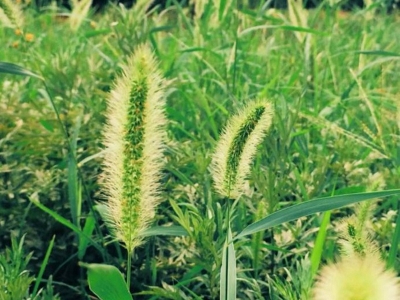 狗尾草的花語是什么，有什么寓意嗎？