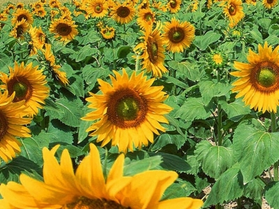 牙簽向日葵什么時候發(fā)芽，什么時候開花？
