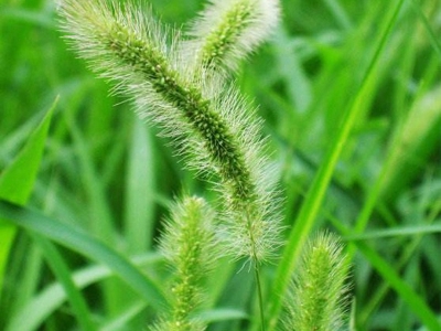 狗尾草什么時候開花，開花開多久？