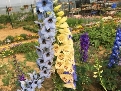 毛地黃什么時(shí)候開(kāi)花，花期有多久？