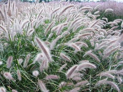 東方狼尾草幾天發(fā)芽多久開(kāi)花？
