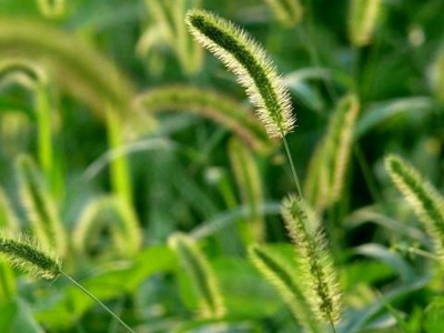 狗尾草發(fā)芽和開花的時間是什么時候？