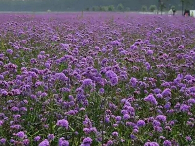 闊葉馬鞭草每畝地種子應該播種多少？