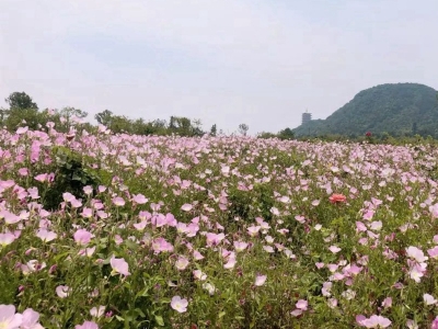 美麗月見(jiàn)草是多年生草本植物嗎？